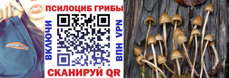Псилоцибиновые грибы ЛСД  ОМГ ОМГ ссылка  Дорогобуж  закладки 